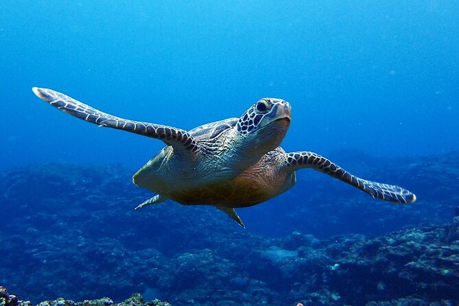 Turtle Snorkeling in Ishigaki - Fluent English! Small Group! - A four-hour morning built around water time
