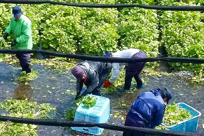 Wasabi Farm Walking Tour & Lunch - Practical details that matter