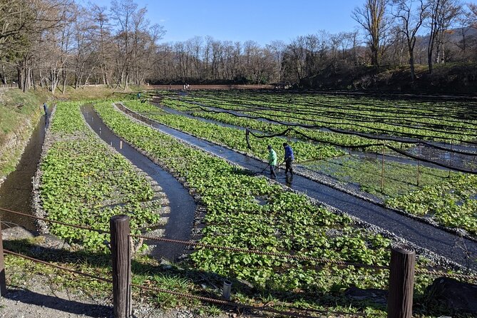 Wasabi Farm Walking Tour & Lunch - The 10:30 a.m. meeting at Daio Wasabi Farm