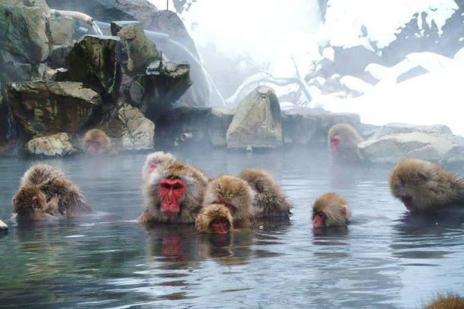 Wild Bird Sanctuary Forest Guided Tour in Nagano - Paying for the walk and what is included
