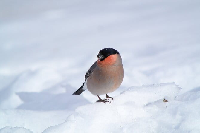 Wild Bird Sanctuary Forest Guided Tour in Nagano - Planning your visit to the sanctuary