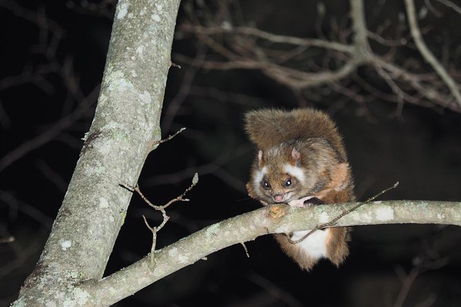 Wild Japanese Flying Squirrel Watching Tour in Nagano - Key points before you book