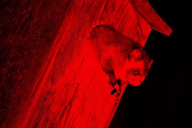 Wild Japanese Flying Squirrel Watching Tour in Nagano - Why the musasabi is worth an evening in Karuizawa