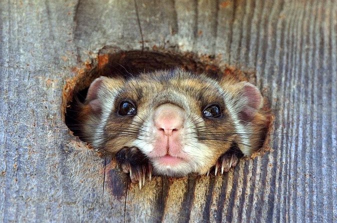 Wild Japanese Flying Squirrel Watching Tour in Nagano - One quiet hour in the Hoshino area