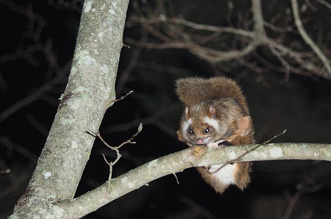 Wild Japanese Flying Squirrel Watching Tour in Nagano - Binoculars, group size, and the practical feel
