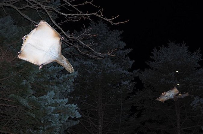 Wild Japanese Flying Squirrel Watching Tour in Nagano - Is $28.69 a fair price?