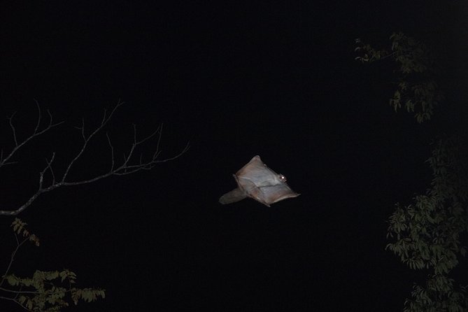Wild Japanese Flying Squirrel Watching Tour in Nagano - Weather, cancellations, and timing risks