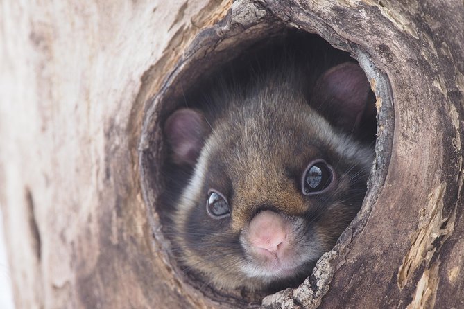 Wild Japanese Flying Squirrel Watching Tour in Nagano - The 4:00 pm meeting at Picchio